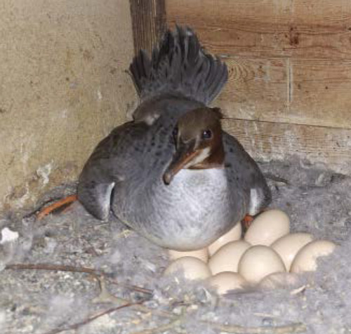 Gänsesäger in der St.-Georg-Kirche Rabenstein (Foto: Dieter Kronbach)
